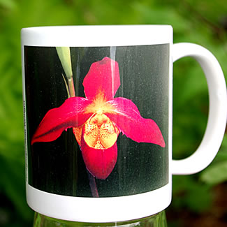 mug DS-039 Phragmipedium Twilight blk 7059.jpg